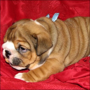 hali cole Anuncios gratis en Caleu |  Ingl&eacute;s cachorros bulldog encantadora y adorable para la adopci&oacute;n., Ingl&eacute;s cachorros bulldog 