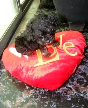 mini cachorros Anuncios gratis en La Florida |  poodle toy negro, envio a regiones