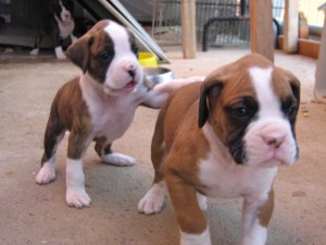 LUIS RIVERAS PACHECO Anuncios gratis en Rapel de Navidad |  VENTA CACHORROS BOXER, 6 CACHORROS BOXER
