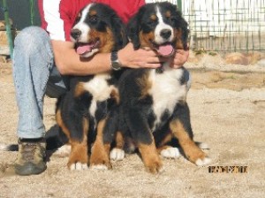 loreto Anuncios gratis en Conc&oacute;n |  cachorros boyero de berna, lo9s ultimos 2