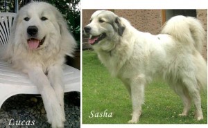  Anuncios gratis en Puerto Montt |   Hermosos cachorros Gran Pirineos, Gran pirineos