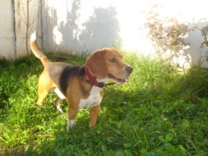 MAXIMILIANO VALDES Anuncios gratis en Talca |  BUEN EJEMPLAR DE BEAGLE BUSCA NOVIA, LINDO MACHO BEGLE BUSCA NOVIA