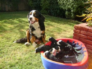 JUAN JOSE VASSALLO O CLAUDIA LIZAMA Anuncios gratis en Pe&ntilde;alol&eacute;n |  VENTA DE CACHORROS BOYEROS DE BERNA, 6 CACHORROS MACHOS