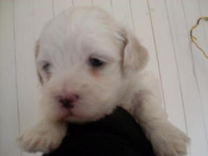 Cristina Anuncios gratis en Cerro Navia |  vendo cachorros maltes, el valor es de $80.000
