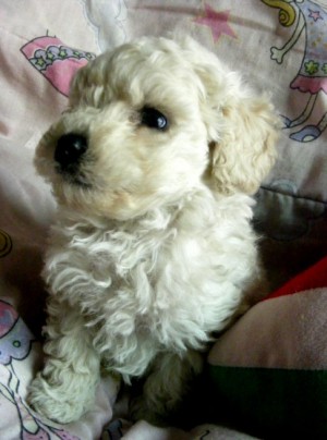 mini cachorros Anuncios gratis en La Florida |  cachorros poodle toy, envio a regiones