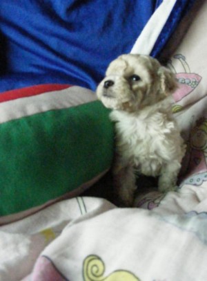 mini cachorros Anuncios gratis en La Florida |  cachorros poodle teacup microtoy, envio a regiones