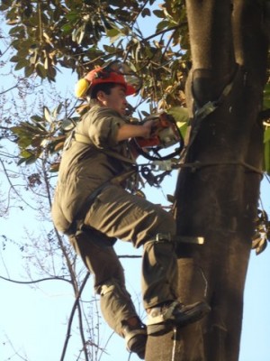 manuel Anuncios gratis en Cerro Navia |  TALA Y PODA  DE ARBOLES  PRESUPUESTO GRATIS  5353471  97365488, LIMPIEZA DE PALMERAS