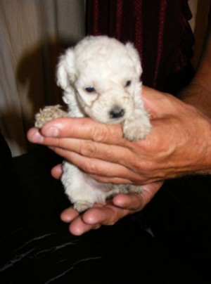 mini cachorros Anuncios gratis en La Florida |  cachorros poodle teacup, envio a regiones