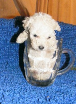 mini cachorros Anuncios gratis en La Florida |  cachorros poodle teacup, envio a regiones