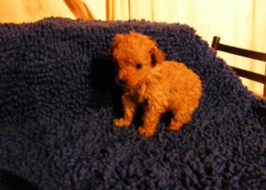 mini cachorros Anuncios gratis en La Florida |  exclusivo poodle rojo, envio a regiones