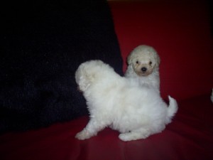 mascotaparati Anuncios gratis en Rancagua |  venta de cachorros bichon frisse, venta de lindos machitos bichon frisse de 2 meses