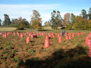 Pedro mu&ntilde;oz Anuncios gratis en Temuco |  Vendo papas desiree consumo y semilla, 5000 sacos