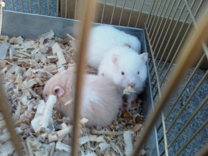 Francisco Anuncios gratis en Valpara&iacute;so |  VENDO HAMSTER ANGORAS A $1500 EN V REGION VALPARAISO, VENDO HAMSTER ANGORAS EN V REGION VALPARAISO A SOLO $1500.