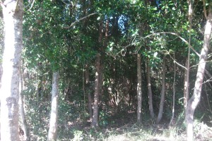 Jose Osses Delgadillo Anuncios gratis en Valdivia |  SITIO $ 3.500.000.- VENDO O PERMUTO POR VEHICULO EN ISLA MANCERA VALDIVIA, SITIO EN ISLA MANCERA VALDIVIA