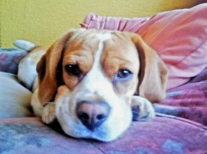 Nicol&agrave;s Depaoli Anuncios gratis en Concepci&oacute;n |  Busco Macho Beagle Para Cruza, Ojala Inscrito