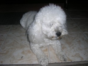 FRANCISCA VILLALOBOS Anuncios gratis en Pe&ntilde;alol&eacute;n |  SOY UN GUAPO GALAN POODLE EN BUSCA DEL AMOR, BUSCO UNA LINDA PERRITA POODLE PARA FORMAR FAMILIA