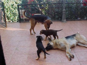 Se entregan desparasitados Anuncios gratis en Conc&oacute;n |  30.000 Cachorros Pastor Alem&aacute;n, Nacen a fines de Septiembre 2007 