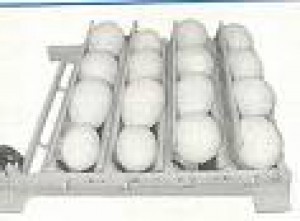  Anuncios gratis en Iquique |  huevo fertil de loro en venta, loro en venta