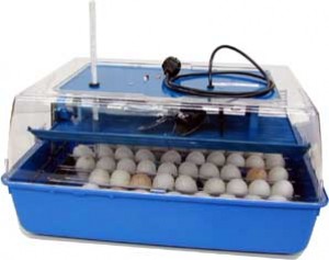  Anuncios gratis en Coquimbo |  huevo  freco y fertil de loro para la venta, loro en venta