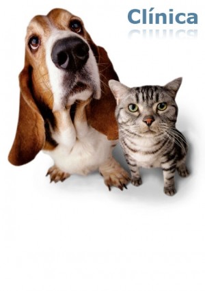 VETERINARIA ANTARES Anuncios gratis en Pe&ntilde;alol&eacute;n |  VETERINARIA PELUQUER&Iacute;A ANTARES, Esterilizaciones, vacunas, consultas, peluquerias, cirugias