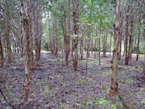 Clemente Sandoval Anuncios gratis en Osorno |  Osorno, 28 hect&aacute;reas, terreno, agrado, descanso, tur&iacute;stico