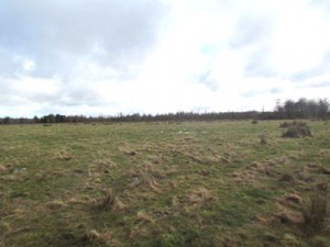 Clemente Sandoval Anuncios gratis en Puerto Octay |  Puerto Octay, 156 hect&aacute;reas, terreno, ganadero