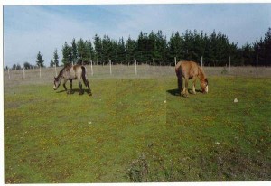 kail Anuncios gratis en Pichilemu |  vendo  sitio, terreno en altura ,entrada principal pichilemu