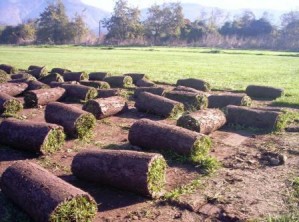 Todo Pasto Anuncios gratis en Talagante |  El mejor PASTO ALFOMBRA para su jard&iacute;n!!!!!, Todo Pasto con 7 a&ntilde;os de experiencia en el  mercado.