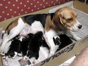  Anuncios gratis en  Alimentaci&oacute;n durante la pre&ntilde;ez, Las hembras con sobrepeso pueden tener &iacute;ndices de concepci&oacute;n menores