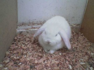 josko Anuncios gratis en Vi&ntilde;a del Mar |  venta de erizos de tierra y conejos de orejas caidas mini-lop, venta de erizos de tierra y conejos de orejas caidas mini-lop
