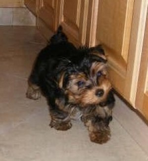 yorkshire Anuncios gratis en Iquique |  se vende cachorro yorkshire en iquique, hermoso cachorro yorkshire de 3 meses a la vista