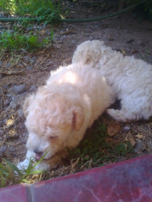  Anuncios gratis en Cerrillos |  Cachorros Poodle Toy, 2 hembras y 1 macho 