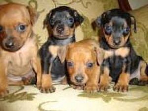 carlos caroca Anuncios gratis en Valpara&iacute;so |  vendo cachorros pinscher en miniatura muy finos, 2 meses de edad  150.000