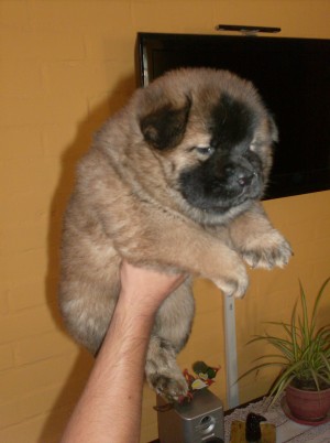jonathan Anuncios gratis en Villa Alemana |  se venden cachorros chow chow, hermosos ejemplares nacidos 24/12/11