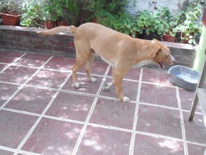 Maria Isabel Rodriguez reyes Anuncios gratis en Lampa |  Regalo magnifico perro hogare&ntilde;o, Regalo linda mascota