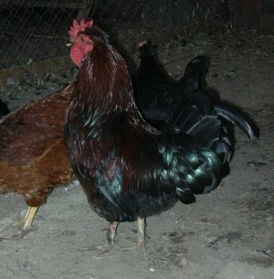 Sebasti&aacute;n Anuncios gratis en Pichidegua |  GALLO DE RAZA ALSTEIRER, ave ornamental