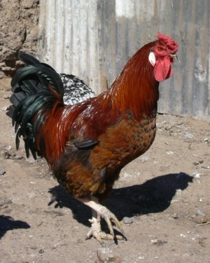 Sebasti&aacute;n Anuncios gratis en Pichidegua |  GALLO DE RAZA MARSH DAISY, raza de doble prop&oacute;sito.
