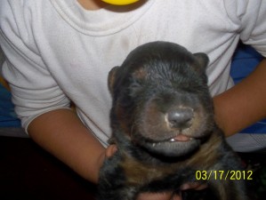 karen Anuncios gratis en Cerrillos |   lindo cachorrito rottweiler, vendo lindo cachorrito rottweiler