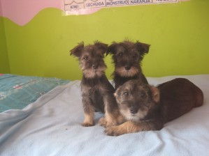 Paola Anuncios gratis en Batuco |  Vendo Hermosos Cachorritos, Schnauzer
