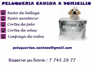 Peluqueria canina Anuncios gratis en El Bosque |  Peluquer&iacute;a canina a domicilio en Santiago, Higi&eacute;ne y salud para su mascota