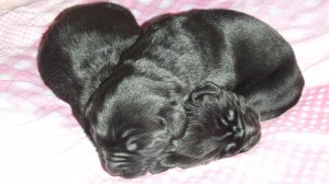 Maria Fernanda Guerrero Anuncios gratis en Curacav&iacute; |  Cachorros terranova Padres inscritos. Maravillosos!!!, Hembra con mancha blanca en el pecho. Macho negro