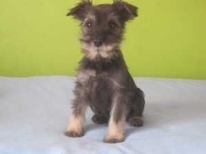 Paola Anuncios gratis en Lampa |  Vendo Hermosos Cachorritos, Schnauzer