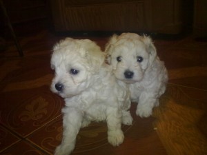 Giselle Sandoval. Anuncios gratis en Curic&oacute; |  Vendo Cachorros Puddle Toy, Excelente regalo para el Dia del ni&ntilde;o. Su valor 100.000