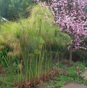 osvaldo Anuncios gratis en Vi&ntilde;a del Mar |  Jardineria & Dise&ntilde;o Vi&ntilde;a ,con con,valparaiso, mantenciones de jardines