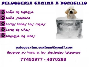 Peluquer&iacute;a canina Anuncios gratis en El Bosque |  Peluquer&iacute;a canina a domicilio en Santiago, la mayor&iacute;a de las comunas, Higi&eacute;ne y salud para su mascota