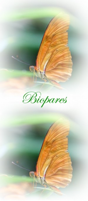 Paola Gomez Varela / alumna Dr. Goiz Terapeuta Biomagnetismo Anuncios gratis en Concepci&oacute;n |  Biomagnetismo chile, la aplicacion de imanes sana tus enfermedades, Informate llamando a : 96990749 con paola gomez solicita tu hora