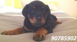 CATALINA GUTIERREZ Anuncios gratis en Calera de Tango |  Cachorros Rottweiler 100% , Nacidos el 04/09/12