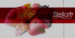 Stella Decoraciones Anuncios gratis en Vi&ntilde;a del Mar |  Stella Decoraciones, todo para ti, Servicios de decoraci&oacute;n, dise&ntilde;o y fotograf&iacute;a