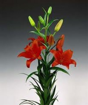  Anuncios gratis en Talca |  VENTA DE BULBOS DE LILIUM COLORES SURTIDOS, ventas al detalle y al por mayor