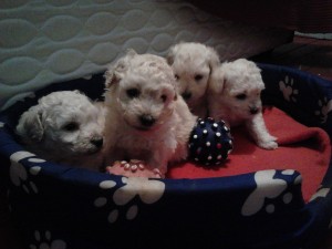 marion Anuncios gratis en Recoleta |  vendo lindos bebes poodle toy a 70 lukitas, especial regalo de navidad